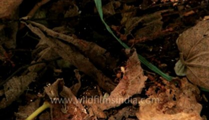 indonesia-bali-ulluwatu beach 4.flv