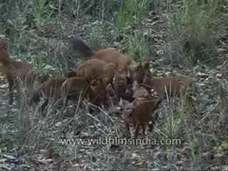 kanha-animals-mdv-543-30.flv