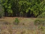 kanha-barasingha-mdv-543-35.flv