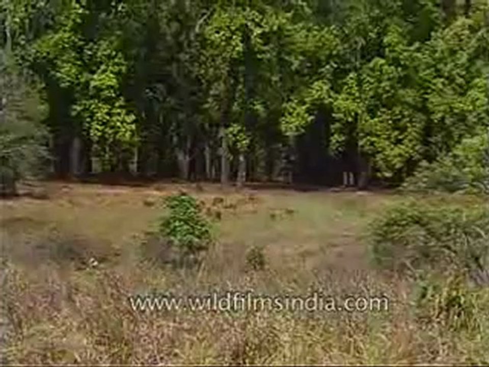 kanha-barasingha-mdv-543-35.flv