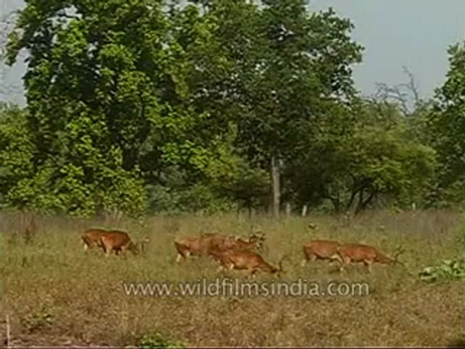 kanha-barasingha-mdv-543-36.flv