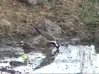 kanha-bird-mdv-542-11.flv