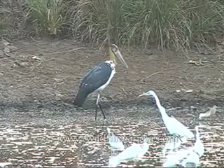 kanha-birds-mdv-542-15.flv