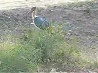 kanha-birds-mdv-542-18.flv