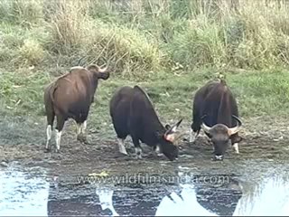 kanha-buffalo-mdv-542-19.flv