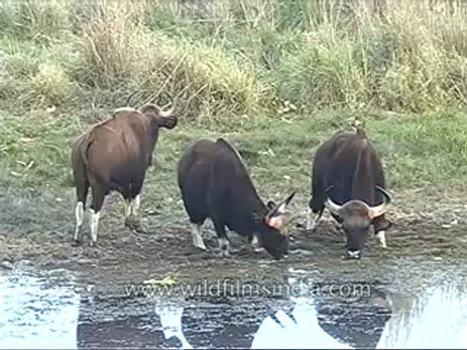 kanha-buffalo-mdv-542-19.flv