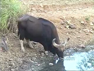 kanha-buffalo-mdv-542-20.flv