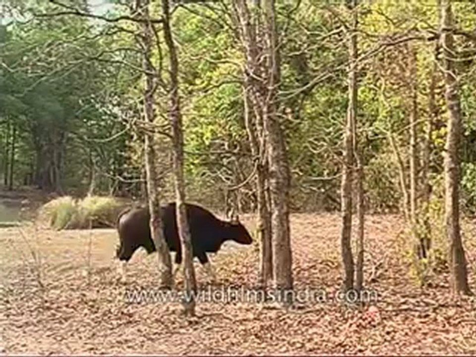 kanha-buffalo-mdv-543-11.flv