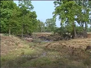 kanha-deer-mdv-567-7.flv