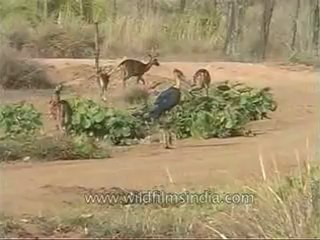 kanha-deers-mdv-542-7.flv