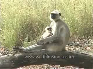 kanha-langur-mdv-542-5.flv