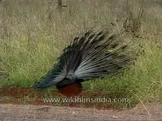 kanha-peafowl-mdv-543-24.flv