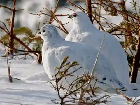 İKİ KEKLİK BİR KAYADA ÖTÜYOR türkü_1 Perikizi.Net