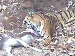 kanha-tiger-mdv-540-12.flv