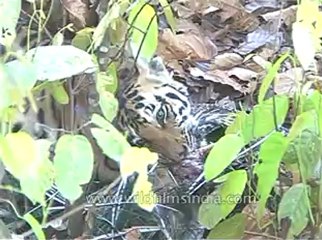 kanha-tiger-mdv-540-13.flv