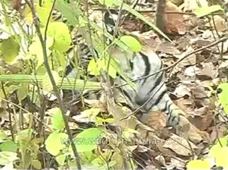 kanha-tiger-mdv-540-15.flv