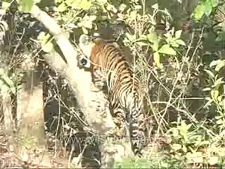 kanha-tiger-mdv-540-16.flv