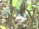 kanha-tiger-mdv-540-23.flv