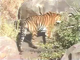 kanha-tiger-mdv-540-17.flv