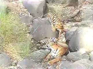 kanha-tiger-mdv-540-18.flv