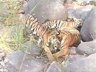 kanha-tiger-mdv-540-19.flv