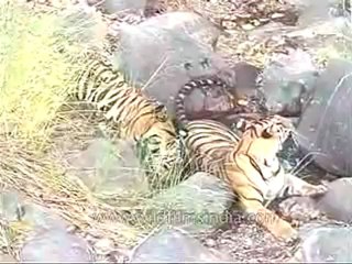 kanha-tiger-mdv-540-20.flv