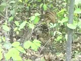 kanha-tiger-mdv-540-21.flv