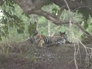 kanha-tiger-mdv-540-8.flv