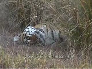 kanha-tiger-mdv-542-1.flv