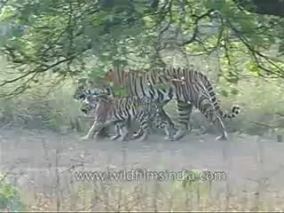 kanha-tiger-mdv-542-13.flv