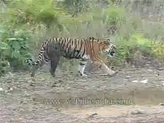 kanha-tiger-mdv-542-14.flv