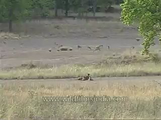 kanha-tiger-mdv-542-2.flv