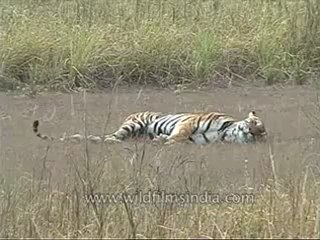 kanha-tiger-mdv-542-5.flv