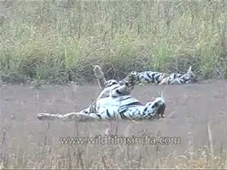kanha-tiger-mdv-542-9.flv