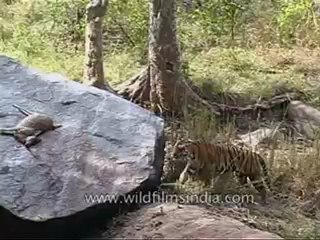 kanha-tiger-mdv-543-14.flv