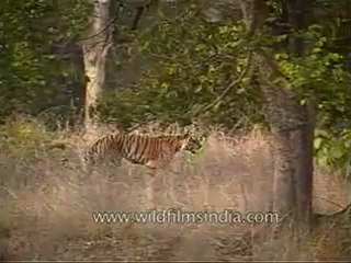 kanha-tiger-mdv-543-15.flv