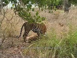 kanha-tiger-mdv-543-16.flv