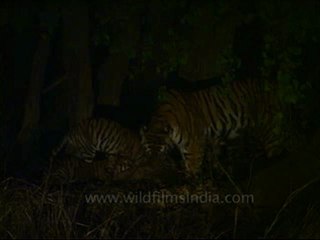 kanha-tiger-mdv-543-20.flv