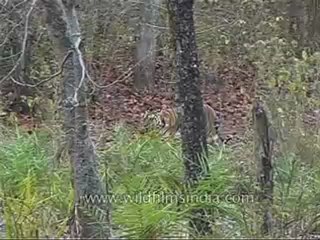kanha-tiger-mdv-543-21.flv