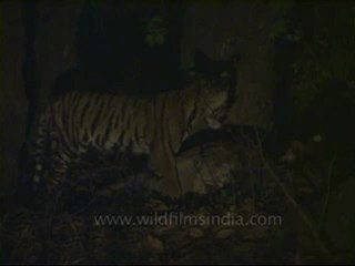 kanha-tiger-mdv-543-23.flv