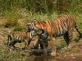 kanha-tiger-mdv-543-27.flv