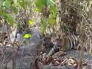 kanha-tiger-mdv-543-6.flv