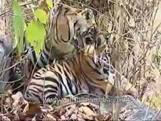 kanha-tiger-mdv-543-7.flv