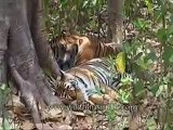 kanha-tiger-mdv-543-9.flv