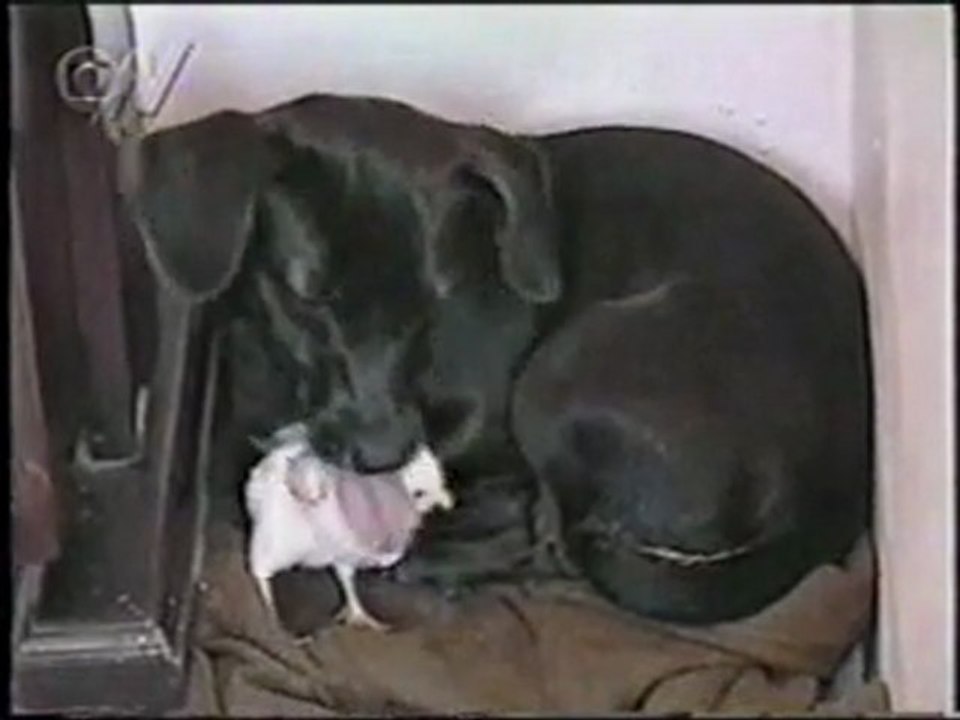 kom niet aan mijn kuikentje