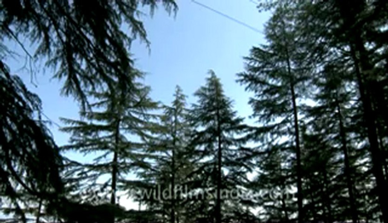 landour-1-1.flv