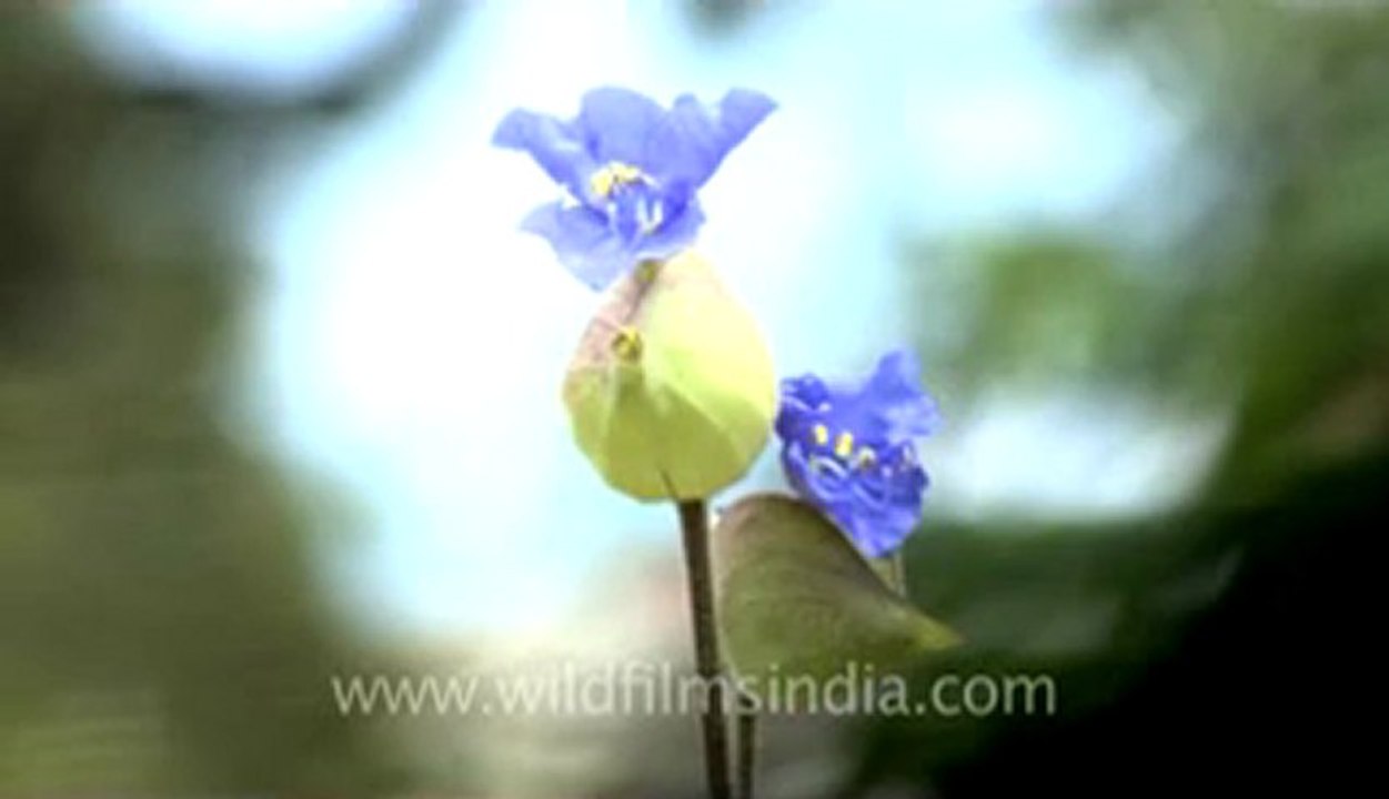 landour-3-3.flv