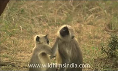 langurs in Sariska wildlife.flv