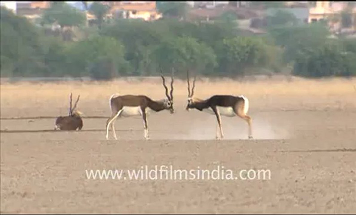 rajasthan tal chappar-hdv-2a_6.flv
