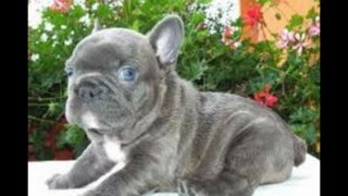 Dogs 101 French Bulldog Puppies Are Funny
